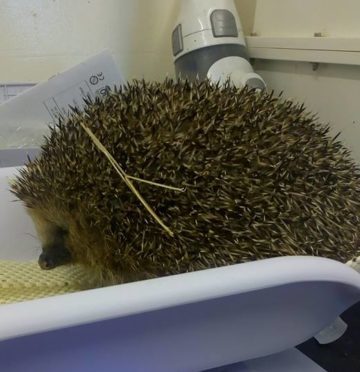 Arbuckle the fat hedgehog