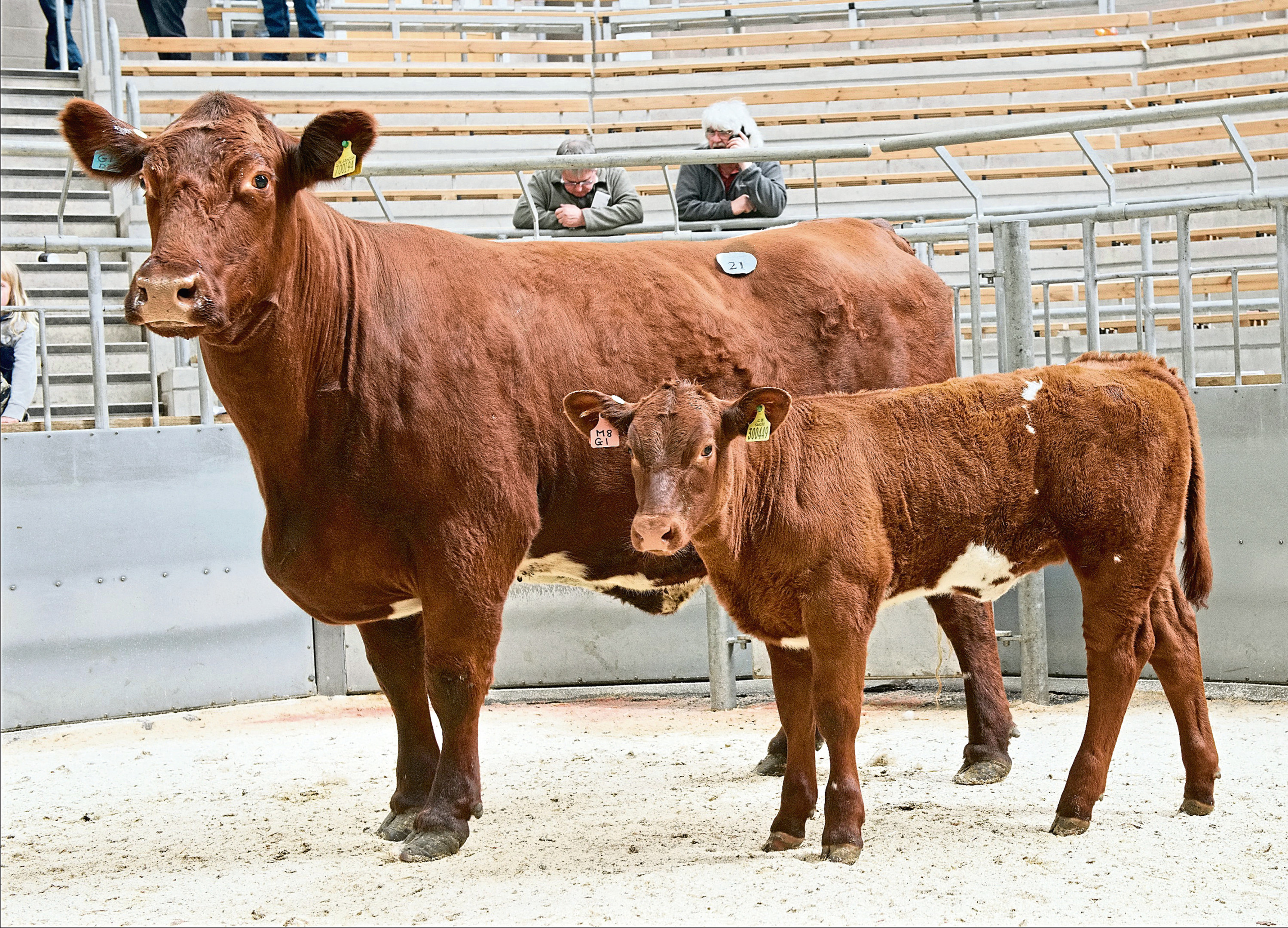 The record-priced Coldrochie Broadhooks and her calf

Picture by Ron Stephen