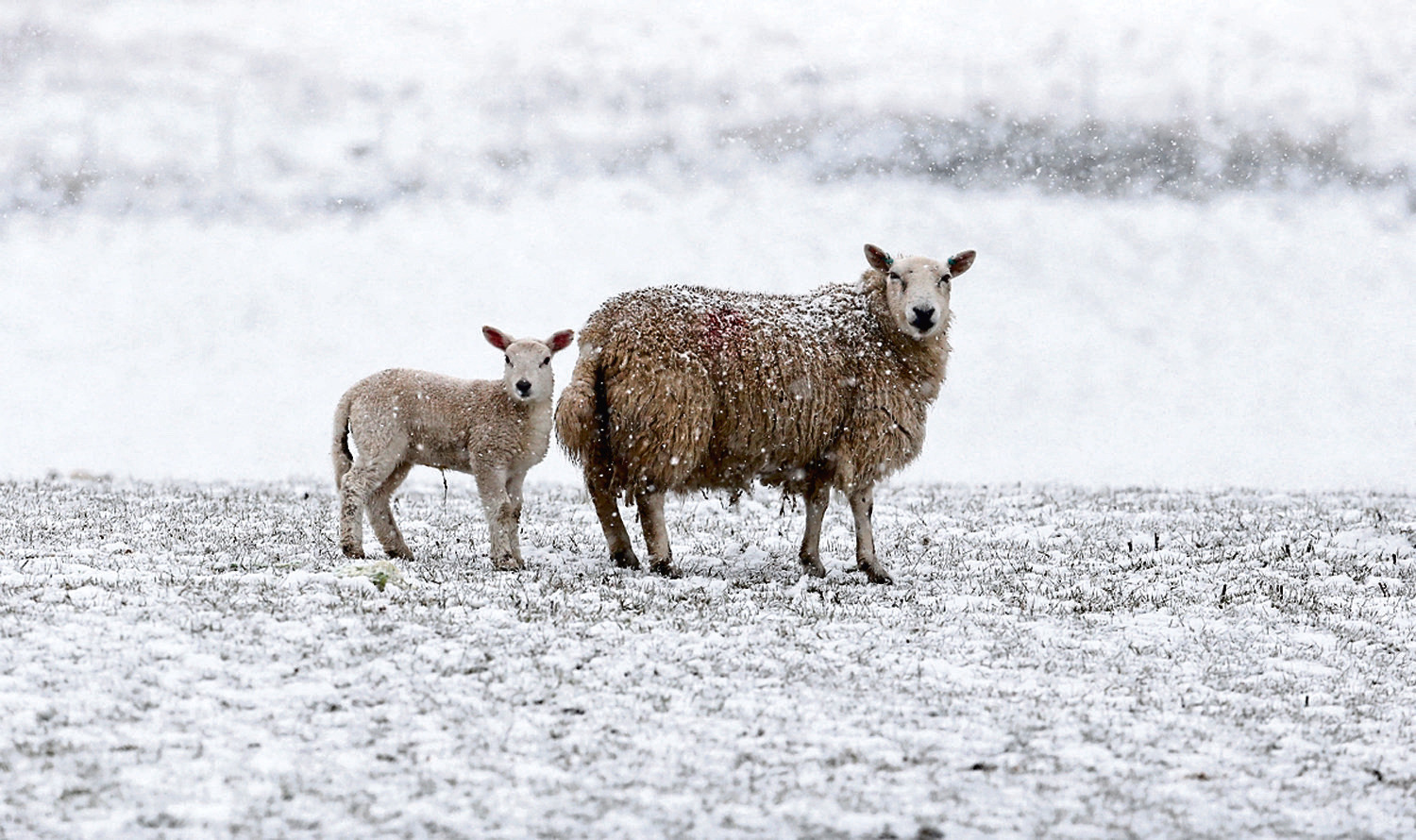 More than 250,000 lambs were lost between March and May this year.