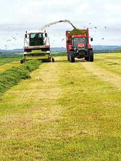 Steven Nicolson from D Nicolson & Sons, Sibster, Wick, Caithness, sent pictures of silage from the most northern dairy farm on the Scottish mainland. All milk goes to Highland Fine Cheeses in Tain.