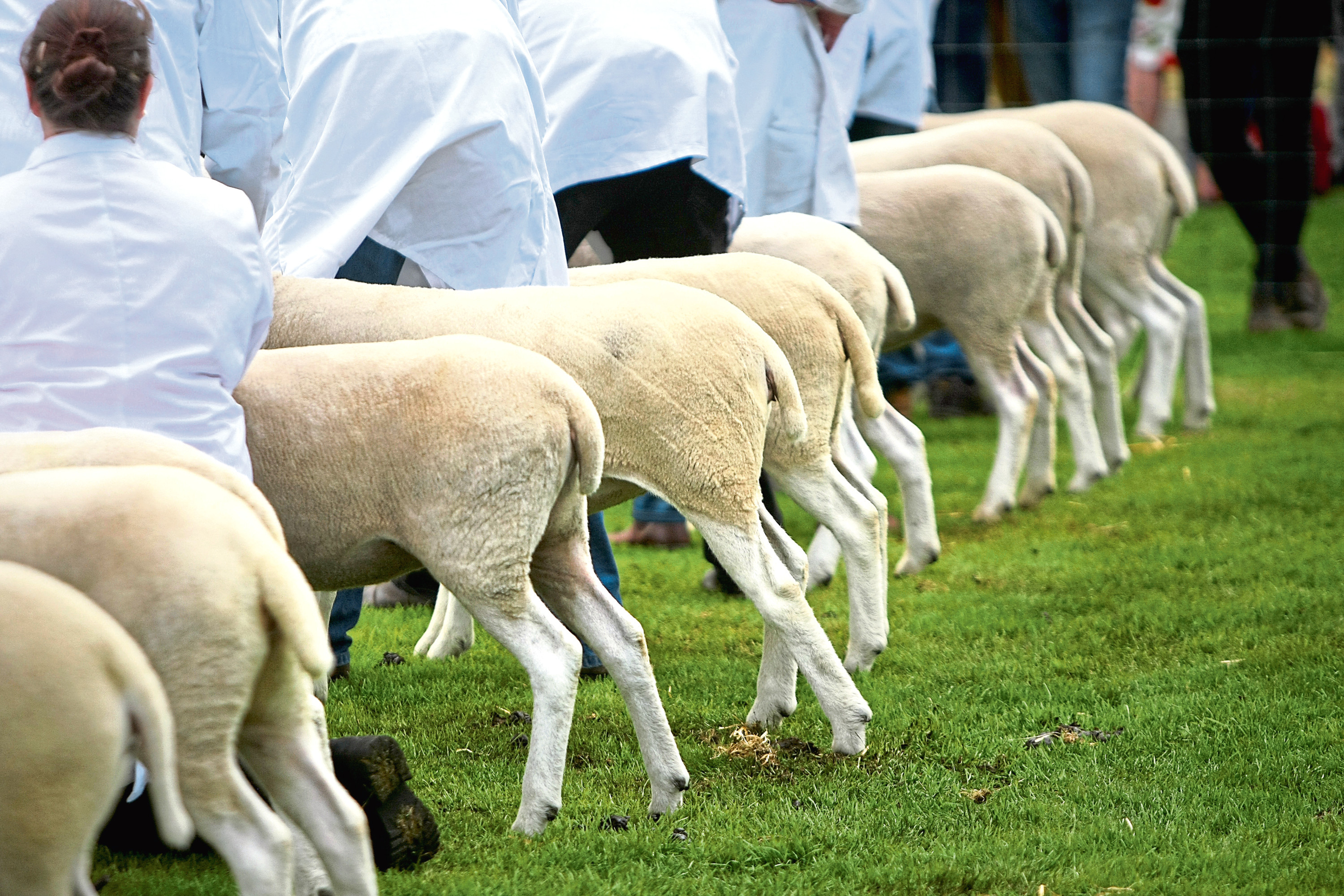 Livestock at the Royal Highland Show