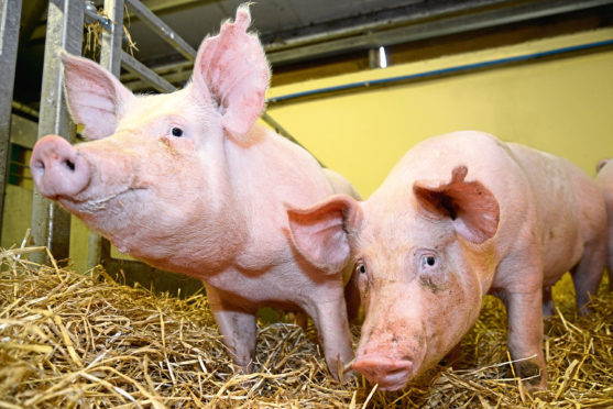 Pigs developed with the use of gene editing were resistant to PRRS and showed no adverse effects during the trials, according to researchers