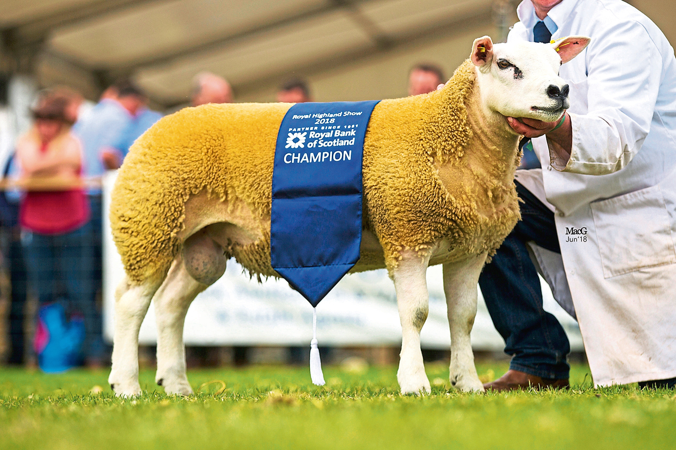 The Shetland sheep champion, Ivy Dene Patroneus, from Rena Douglas, Craigrothie, Cupar