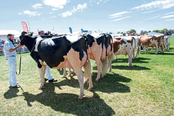 Dairy cow progeny team of three showing