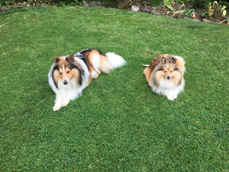 Alfie and Poppy, aged 4, are from Forevan