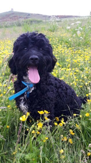 Blue, 2, is an Aberdeenshire based cockapoo