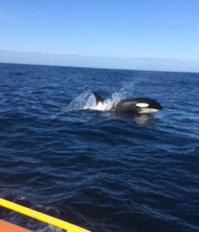 A photo of a killer whale published on the Life at Sea on an ERRV Facebook page.