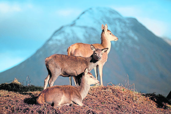 Red deer graze in Glen Etive in the Scottish Highlands.