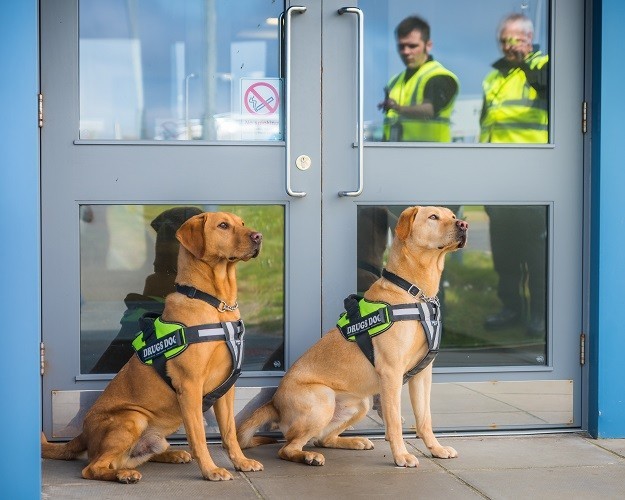 Dogs Against Drugs in Shetland.