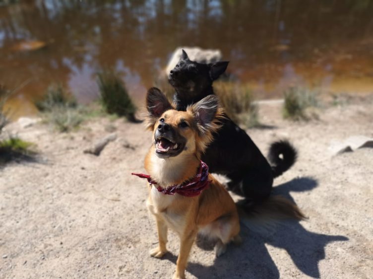 Georgia (and her friend Leo), 2, is a rescued street dog from Romania and now calls Aberdeen home