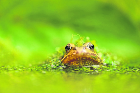 Frog and toad sightings have fallen by 5% since 2014, it was found