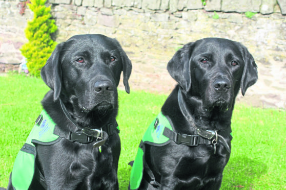 Lenny and Hope help families coping with dementia.