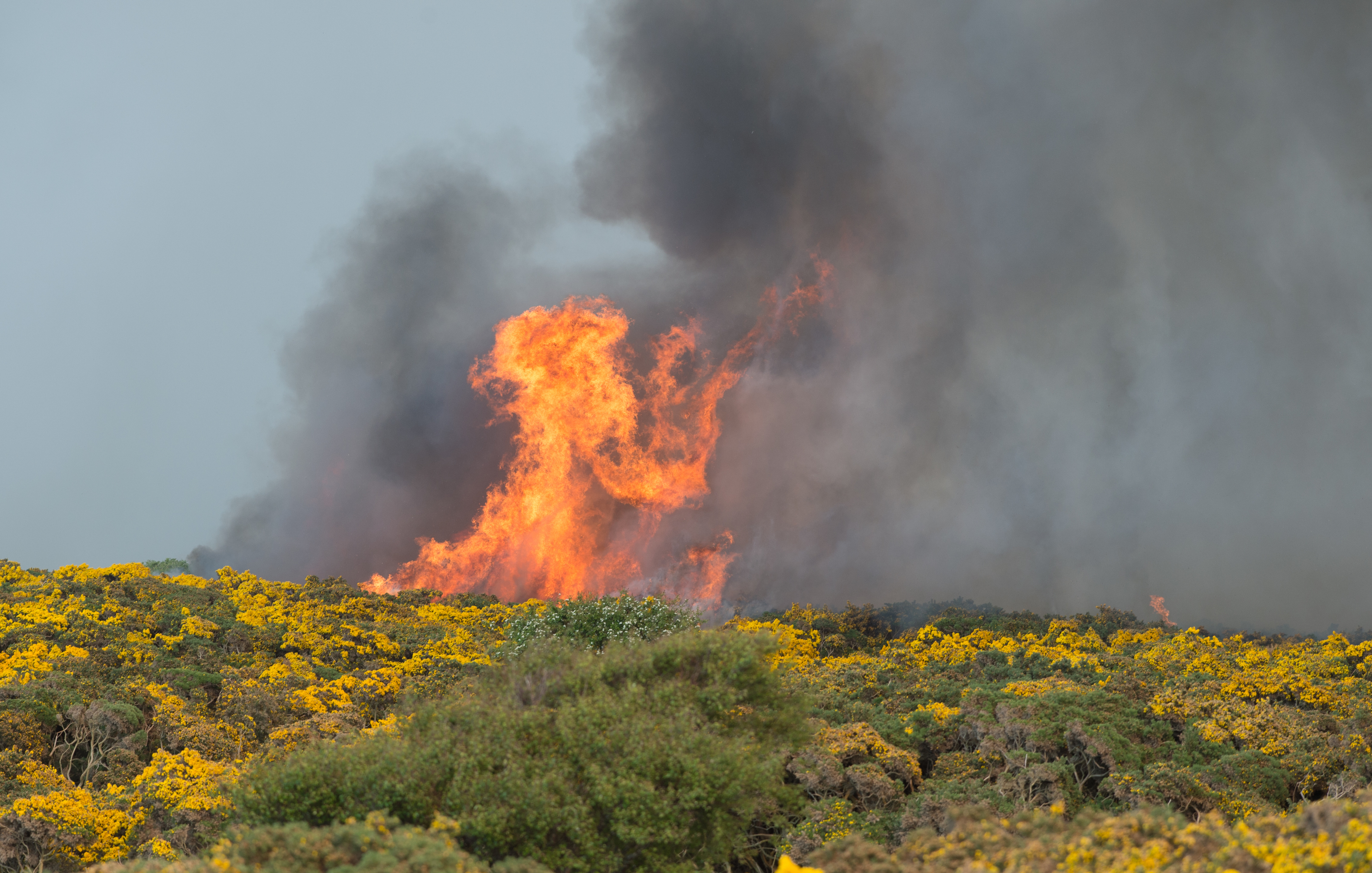 Yesterday's huge gorse fire which took hold near Hopeman is now being treated as wilful fire-raising.