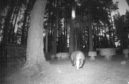 A badger captured indulging in peanuts at RSPB Loch Garten