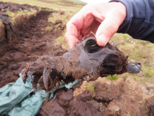 Wolf skull thought to be 2000 years old.