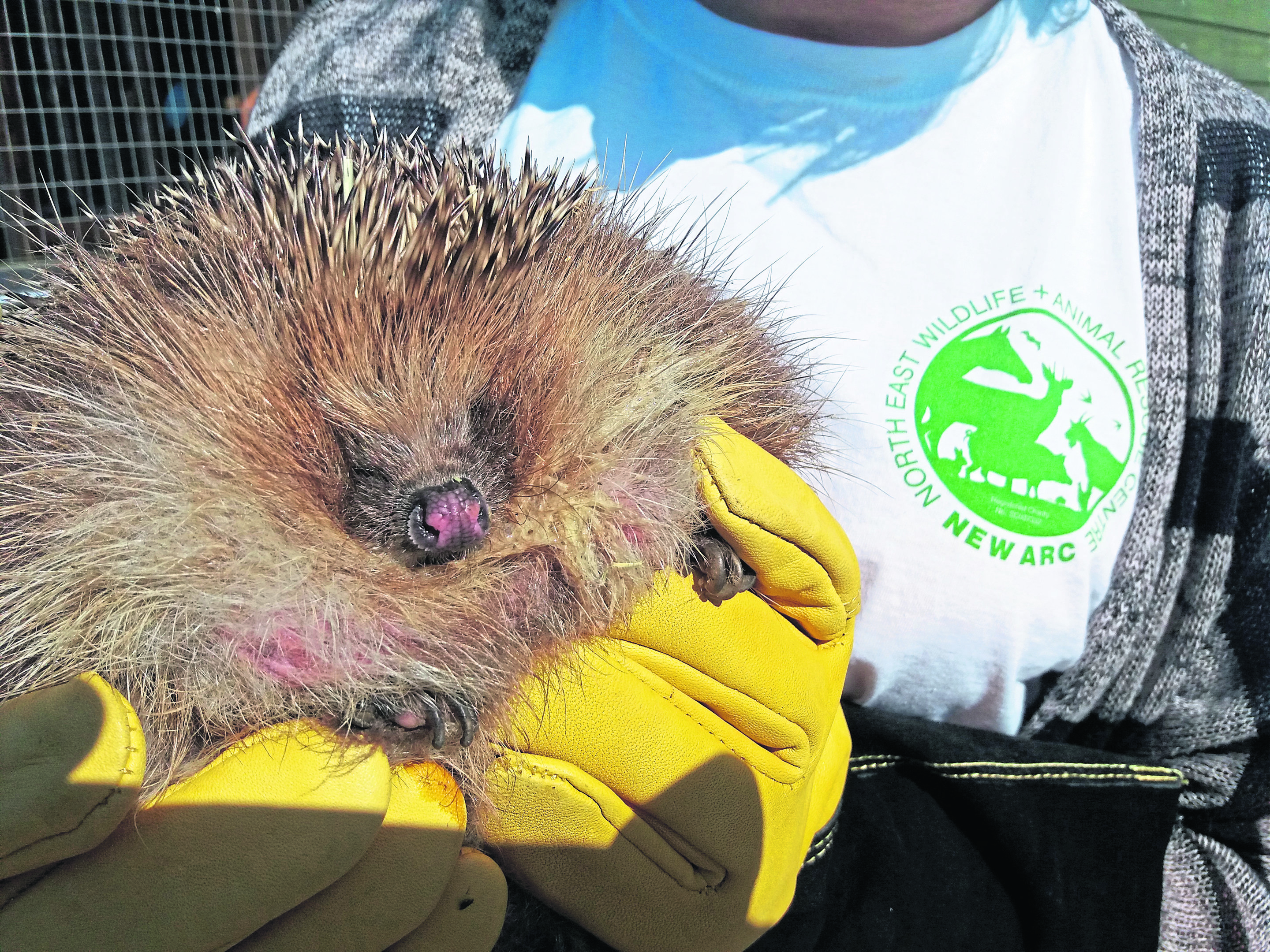 Arbuckle the hedgehog at New Arc