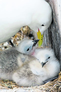 A kittiwake tends to her chicks. Photograph courtesy of RSPB