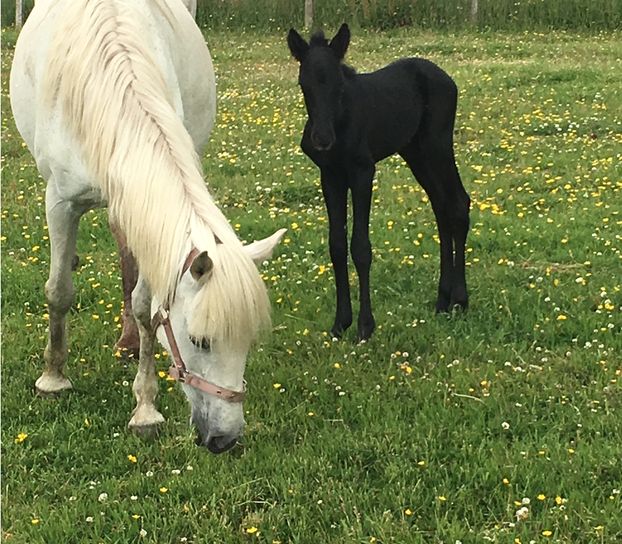 New foal welcomed by the Scottish SPCA.