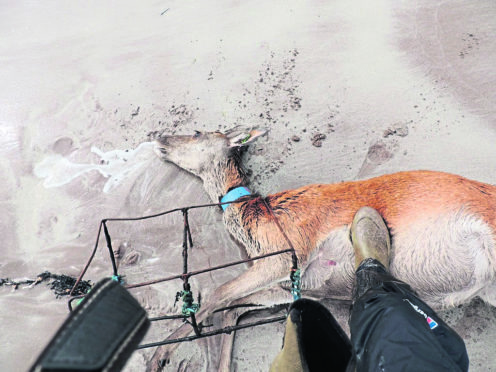The three-year-old hind, known to the Rum Deer Research project as Henna, is the latest casualty among the island's herd to marine pollution.