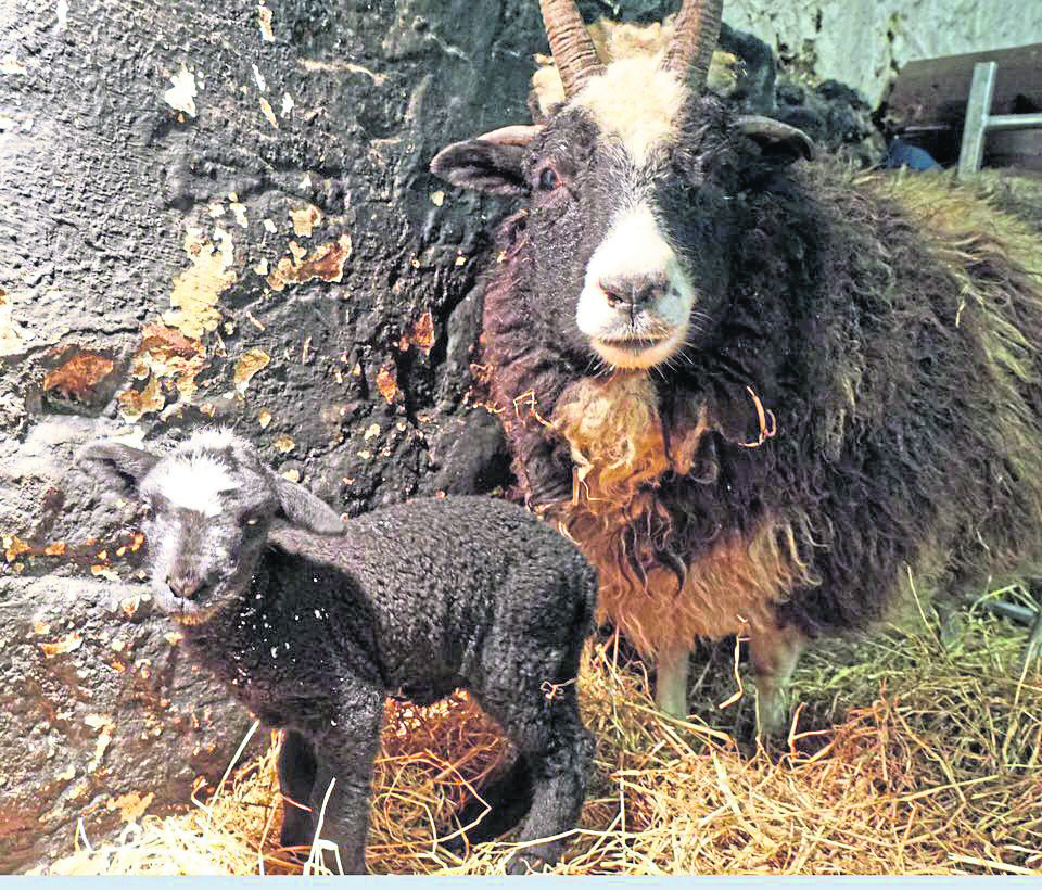 Two of Willows Animal Sanctuary's residents, a baby lamb and its mother.
