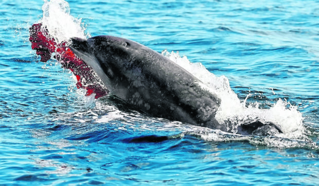 Fascinating pictures show a bottlenose dolphin's miraculous recovery -- two years after suffering horrific sunburn injuries.