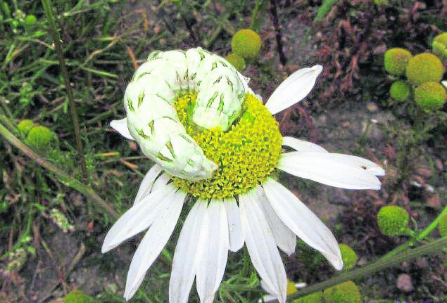 Chamomile Shark on Mayweed.
A rare moth caterpillar spotted in Aberdeenshire. 
CREDIT: Adrian Breeman