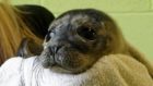 Alex the seal pup. Picture: Scottish SPCA