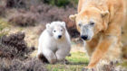 The Royal Zoological Society Scotland, which runs the Highland Wildlife Park, is up for an award