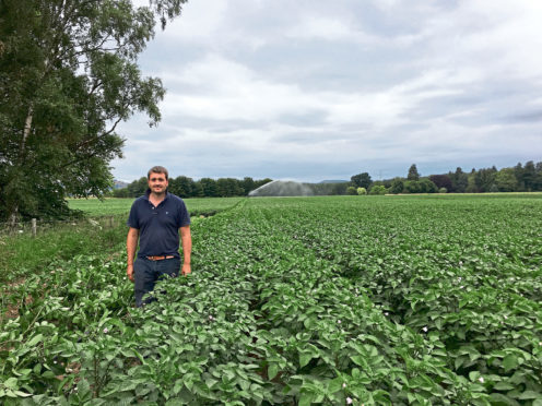Kerr Howatson in a field of potatoes being irrigated.