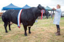 James Manson and his partner Louise Mackay, took the supreme cattle championship and the champion of champions award with their continental champion, Graymar Halle.