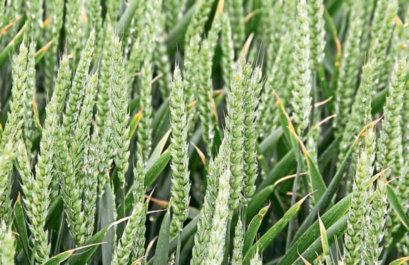 Wheat yields are expected to be down 12% this year.