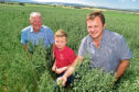 Three generations of the Webster family -  Willie, Frazer and Ian - in their award-winning field of Aspen spring oats.