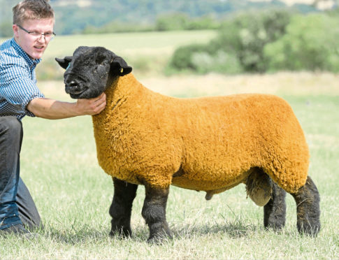 The Stuart family achieved their top price of 30,000gn with this ram lamb from their Birness flock.