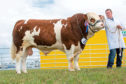 The MacPherson family's Simmental bull, shown by Garry Patterson, was champion of champions at Nairn Show.