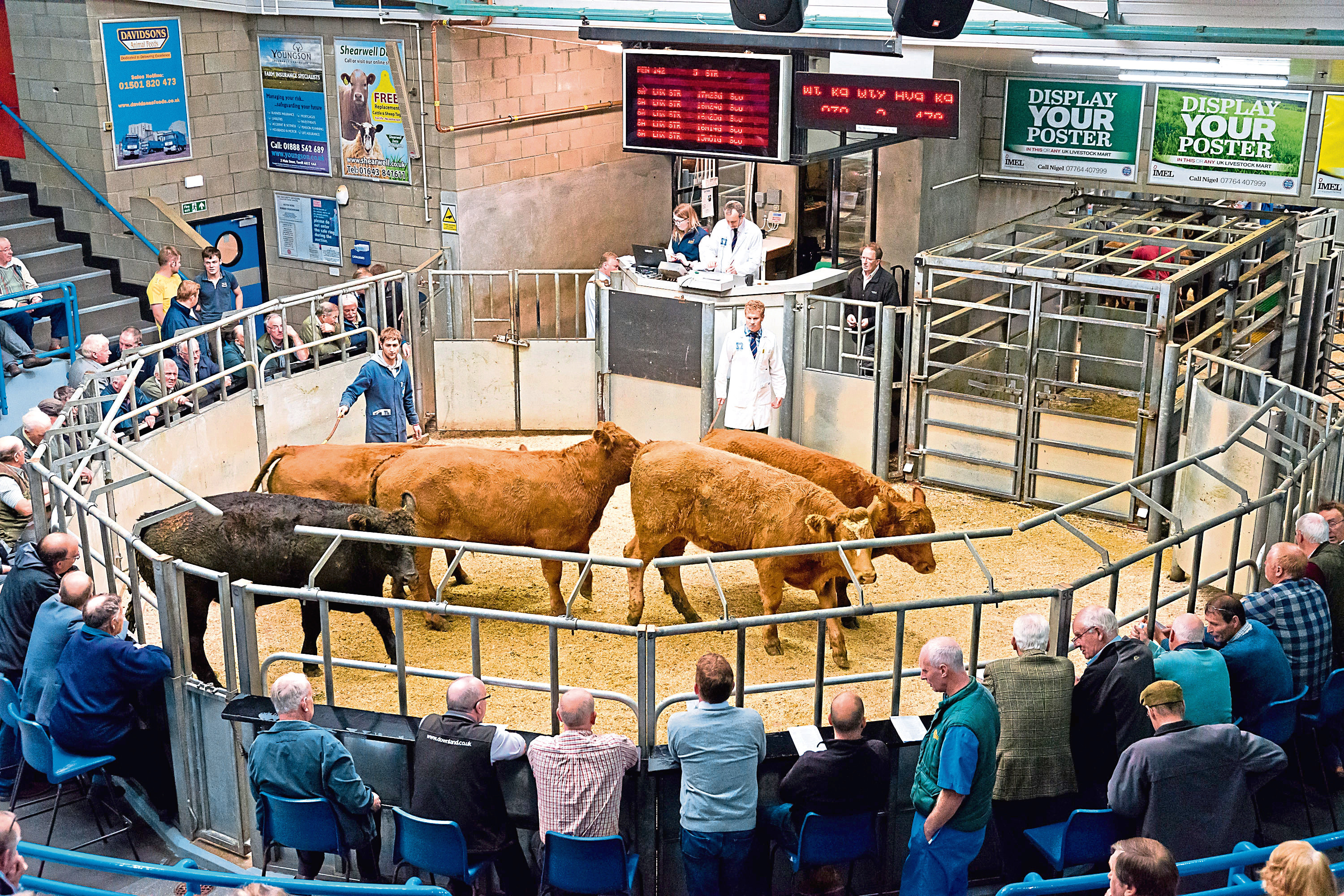 ANM head of livestock, John Angus, selling cattle at Thainstone.