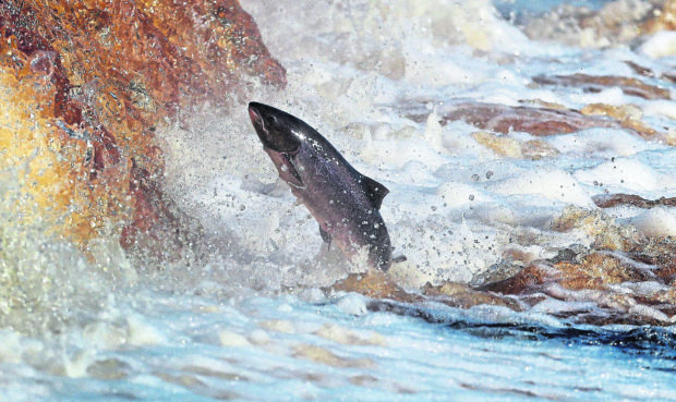 The barge farmed salmon.