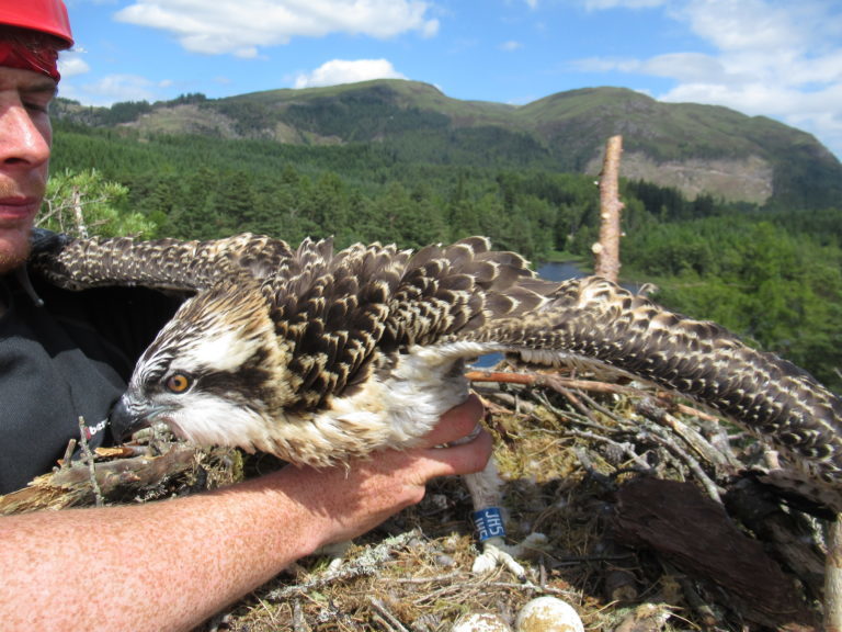 osprey bolt