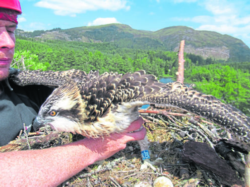 Bolt the Osprey - Picture Credit: Lewis Pate