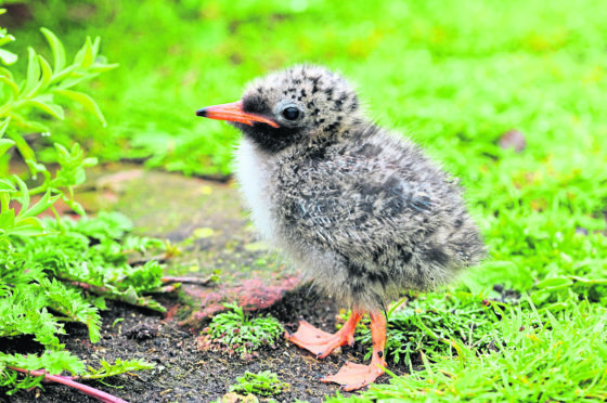 Terns, waders, divers and ducks are flocking back to their native Outer Hebrides.