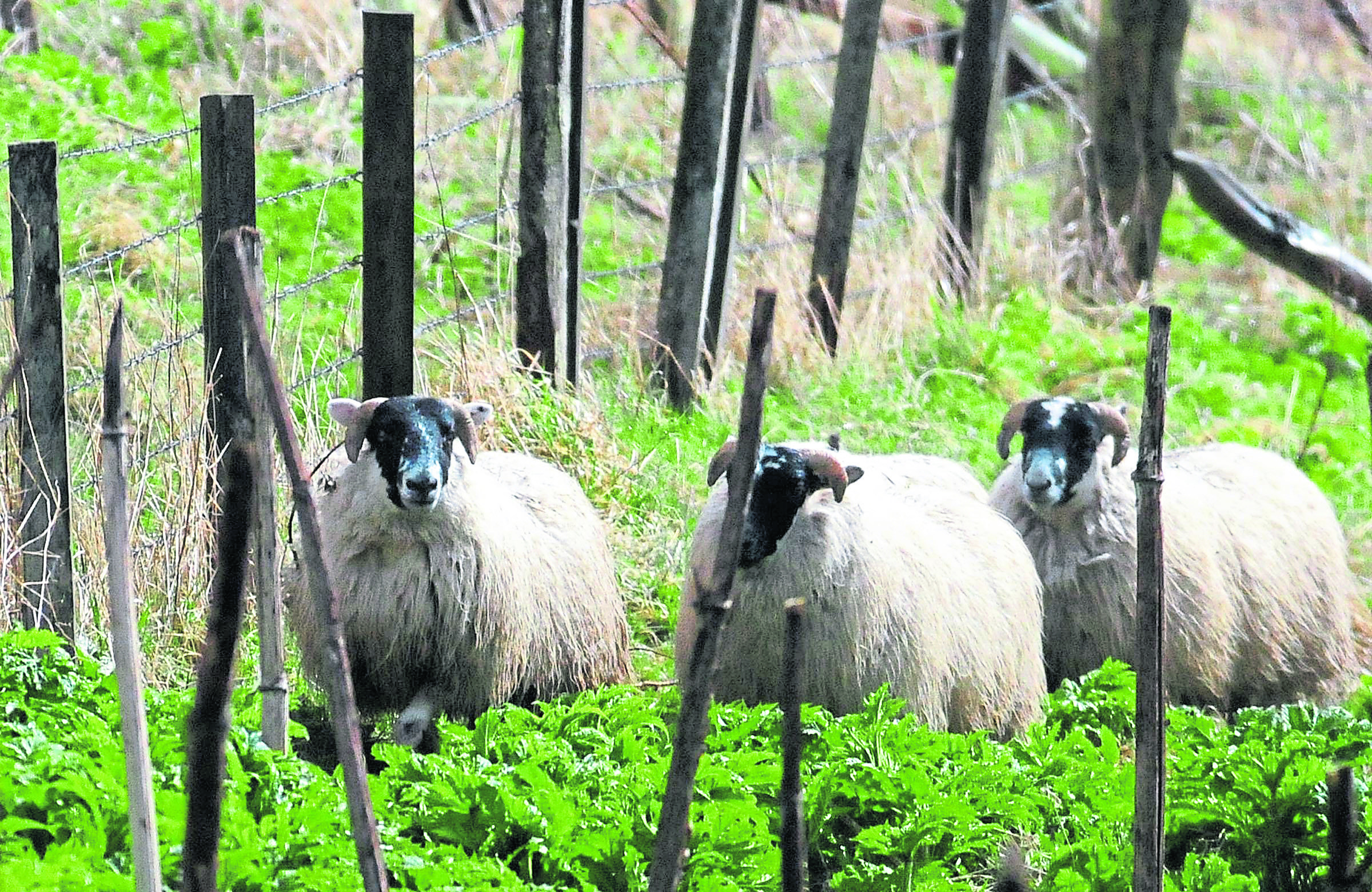 Black faced sheep graze on newly sprouting Giant Hogweed near the River Deveron in Aberdeenshire.