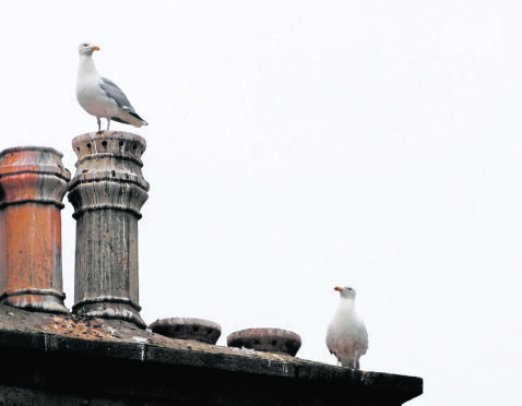 Seagulls retreat to the rooftops on Broad Street, Peterhead with Hawks patrolling below on street level.