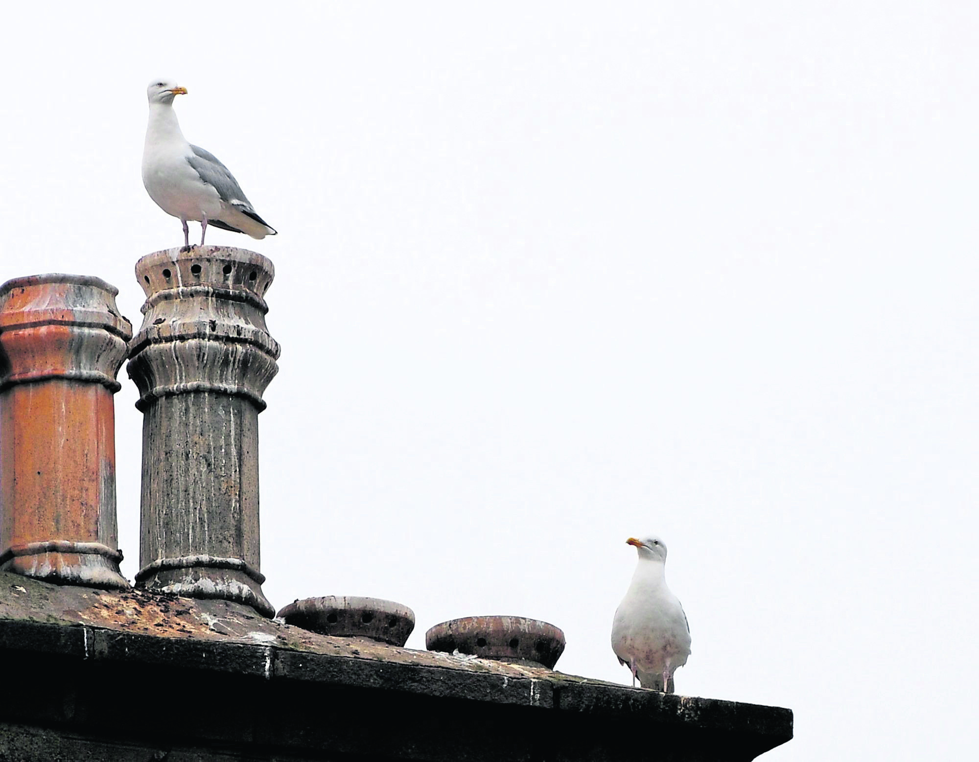 Seagulls retreat to the rooftops on Broad Street, Peterhead with Hawks patrolling below on street level.