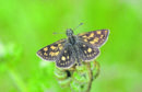 Chequered skipper
Picture: Bob Eade, Butterfly Conservation