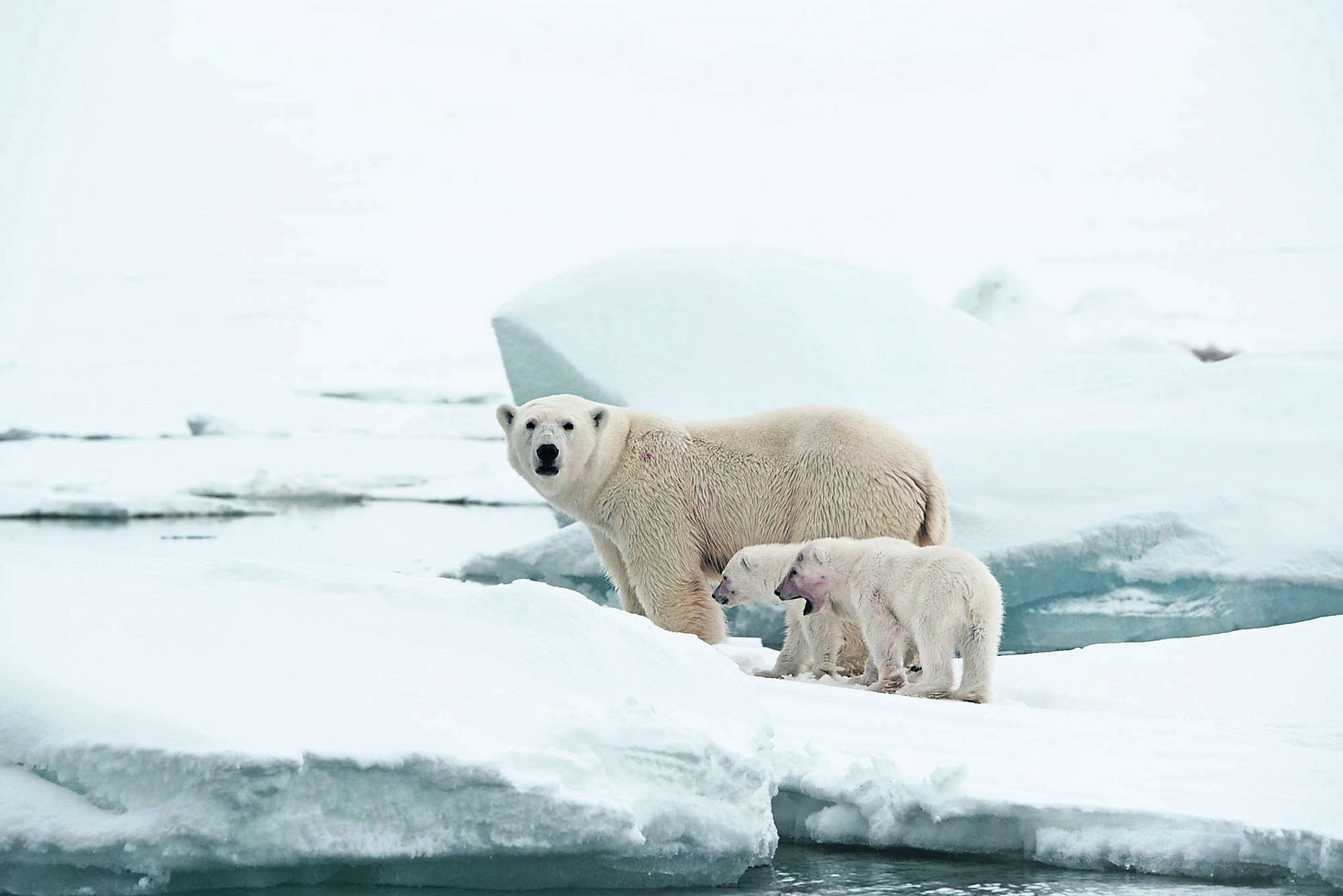 Photo of a mother with her cubs at Torrelnesset.
Picture: PA Photo/Sarah Marshall.