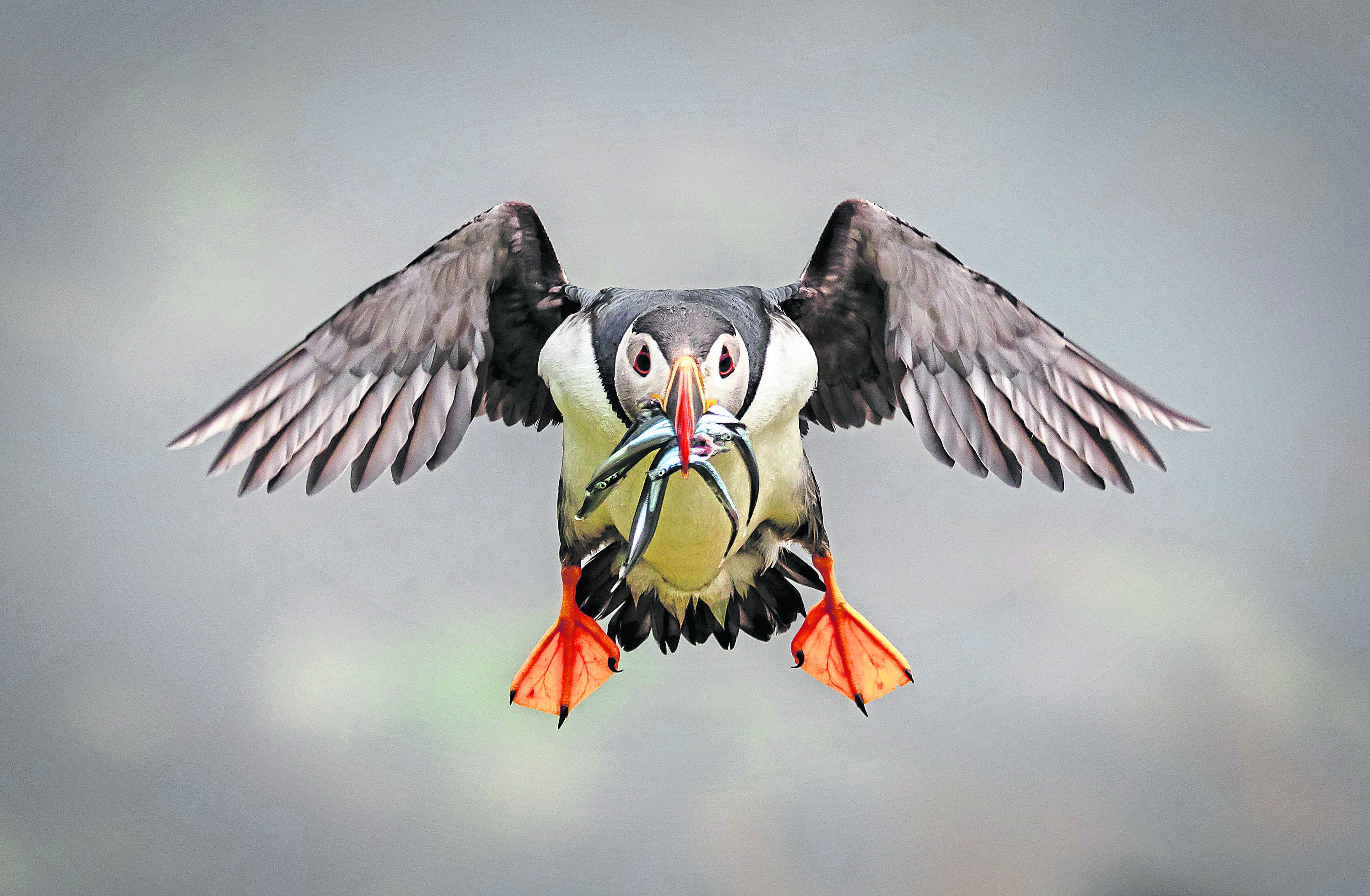 A puffin in flight with a mouthful of sand eels.