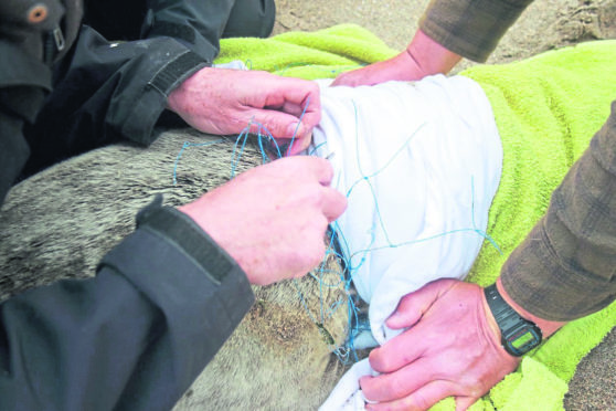 The seal with netting deeply embedded in its neck.