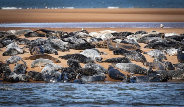 Seals in the Ythan estuary.