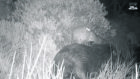 Video grab of beavers Harris and Alba grooming each other. 

Two beavers released in Knapdale Forest as part of ongoing work bringing the species back to Scotland after 400 years are getting on swimmingly, with video footage revealing the pair affectionately grooming each other.

It is the first ever footage of a successful pairing of two captive bred beavers in the wild following the Scottish Beaver Trial in Knapdale.

Night vision cameras show Harris, a male born at the Wildwood Trust in Kent, and Alba, a female from RZSS Highland Wildlife Park, looking loved up after a few months of living on the same small lochan in Argyll.