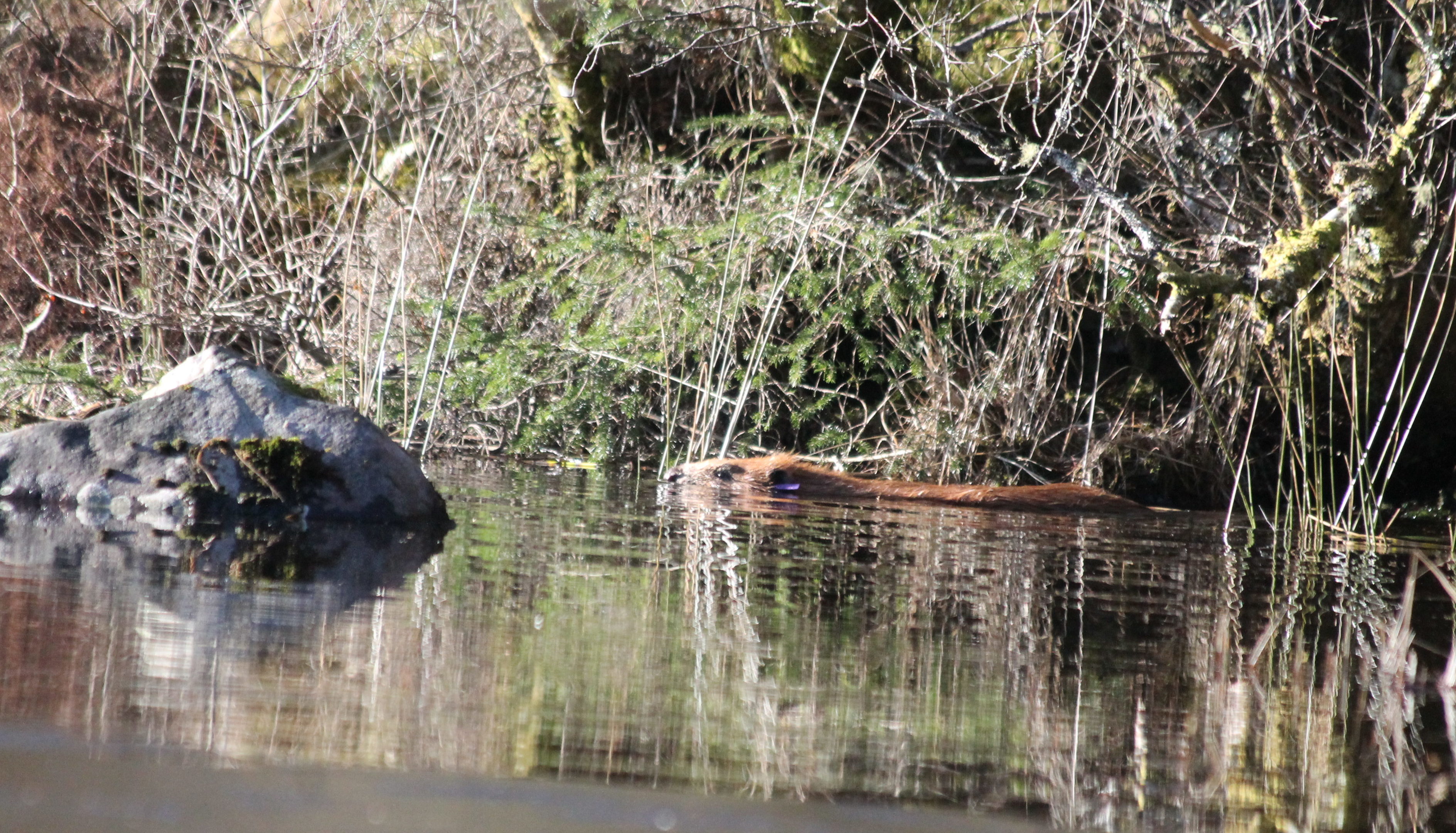 Beavers have been released in Knapdale Forest.