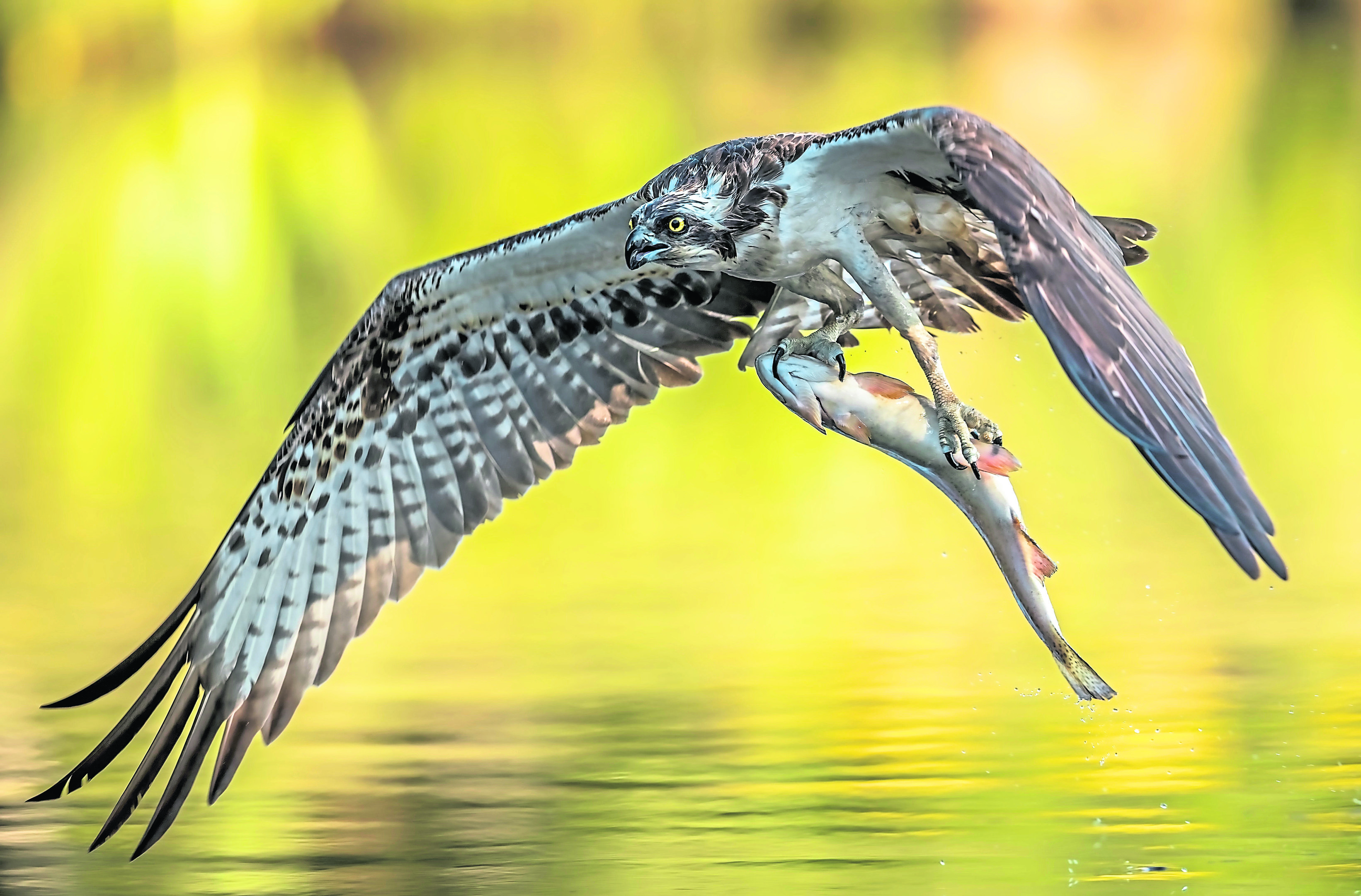 A majestic Osprey dives into the water to catch a fish in Aviemore.